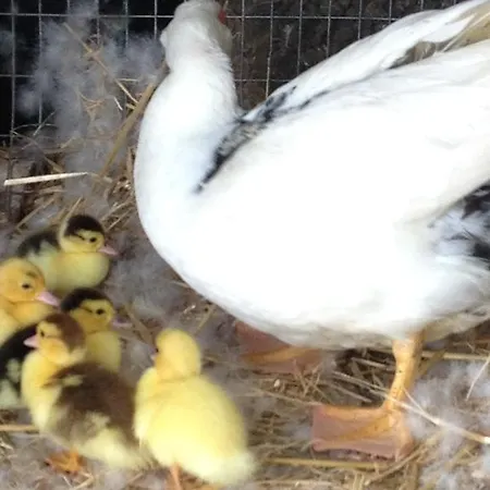 La Rosa Dei Venti Λαντσιάνο