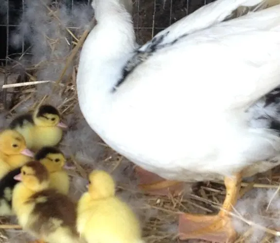 La Rosa Dei Venti Lanciano